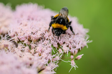 Bumblebee on a flower © James