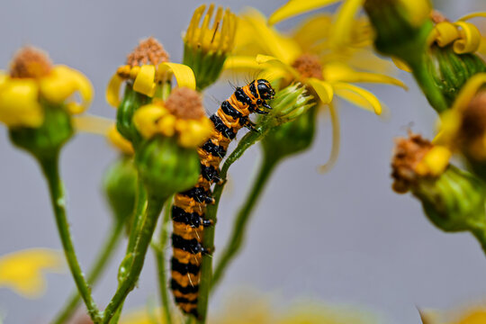 cinnabar moth caterpillar on a flower