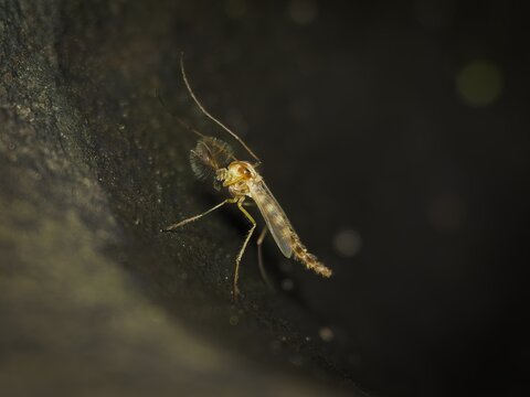 Extreme macro close up of a tiny midge fly or mosquito with feathered antennae standing on a dark surface