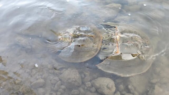 Pair of horseshoe crabs mating in shallow coastal water over rocky seabed during calm daylight natural habitat.