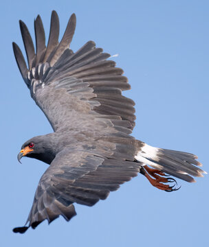 Snail Kite cruising over the Saint Johns River. 
