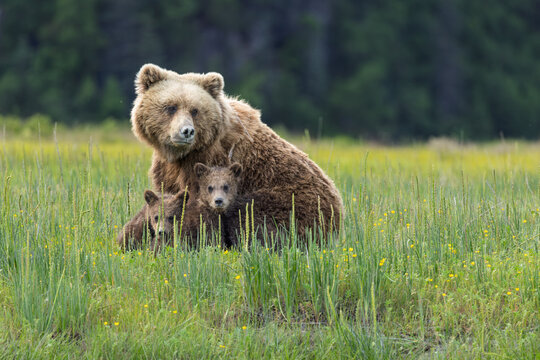 Mother coastal brown bear with two young cubs in an Alaskan meadow