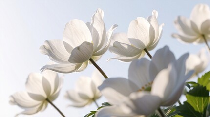 Obraz premium White anemone flowers bloom in bright sunlight. Spring plants grow under clear blue sky. Soft petals sway outdoors on sunny day. Natural botanical macro view of fresh garden flora looks peaceful.