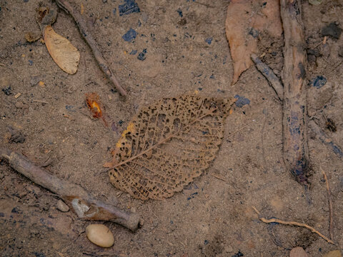 Macro close up of a decayed skeleton leaf with a delicate vein network resting on a dirt ground path in nature