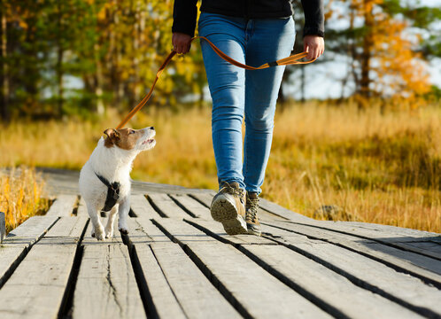Dog Walking Calmly on Loose Leash During Positive Reinforcement Training Outdoors