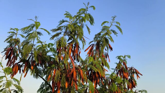 Golden sunlight illuminates mature rain tree seed pods hanging among delicate green foliage beneath clear blue skies.