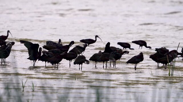 Ibis standing in the shallows of Utah Lake as they flap their wings in slow motion.