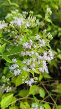 Delicate wild Ageratum flowers blooming naturally with soft petals, green foliage, vibrant freshness, and ecological beauty outdoors.