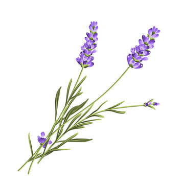 Elegant purple lavender bouquet on white, vector illustration