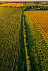 Obraz premium Aerial view of agricultural fields with green and yellow crops divided by a tree line at sunset, farming and rural landscape