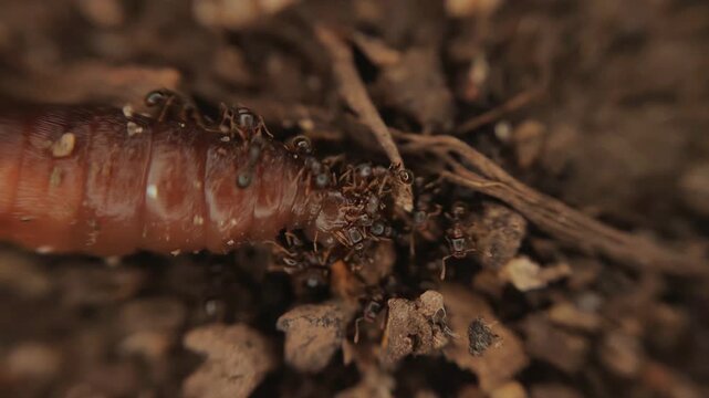 Ants eating earthworm body in top view macro 4k video, capturing raw wildlife predation, decomposition and insect activity in nature