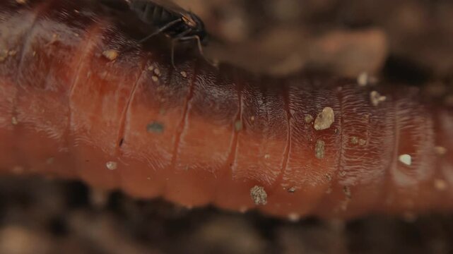 Flies and ants eating earthworm body in top view macro 4k video, capturing raw wildlife predation, decomposition and insect activity in nature