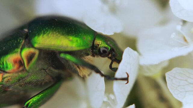 Golden scarab beetle cetonia aurata eating pollen on white flowers in macro 4k video, capturing stunning iridescent green details and wildlife