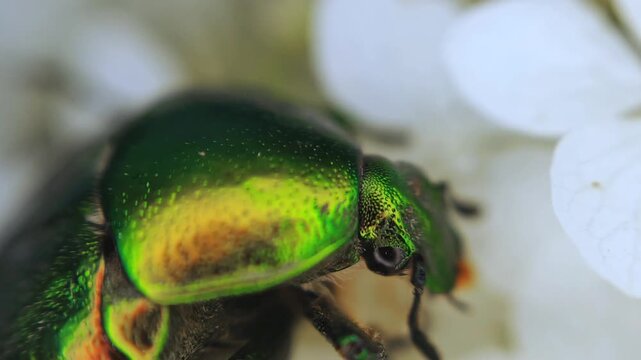 Golden scarab beetle cetonia aurata eating pollen on white flowers in macro 4k video, capturing stunning iridescent green details and wildlife