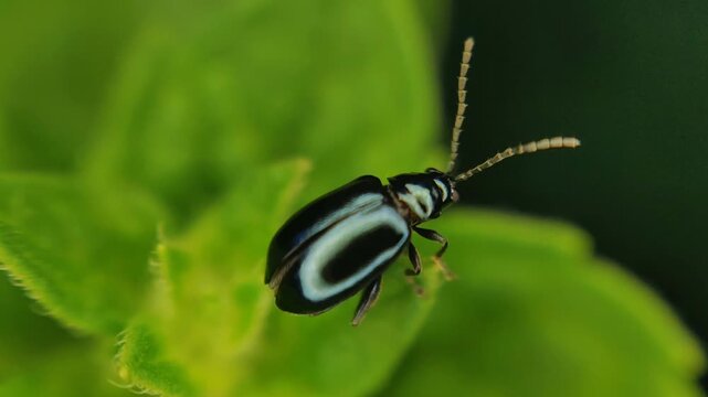 Flea beetle altica phyllotreta opening wings and flying away from plant in macro 4k video, capturing insect takeoff, wildlife and close up motion