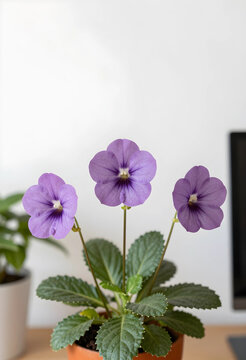 Three purple gloxinia flowers blooming in a terracotta pot, houseplant and home decor concept, natural beauty and botanical growth