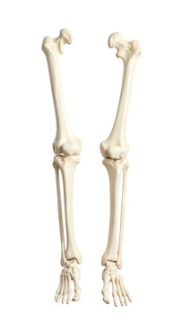 Human leg bones anatomical structure of the lower limbs including femur tibia and fibula for medical education and scientific research study purposes