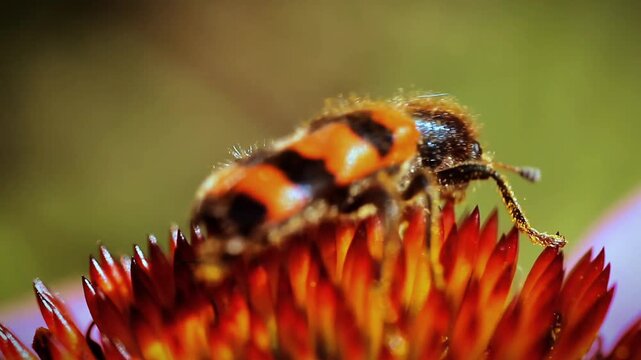 Trichodes apiarius beetle with red stripes gathering pollen on echinacea flower in macro 4k video, capturing insect wildlife and vibrant details
