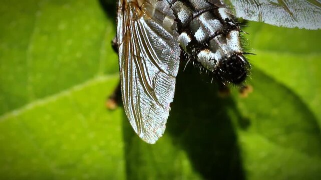 Housefly cleaning itself and rubbing legs sitting in warm sunlight on a green leaf in macro 4k video, capturing intricate insect grooming