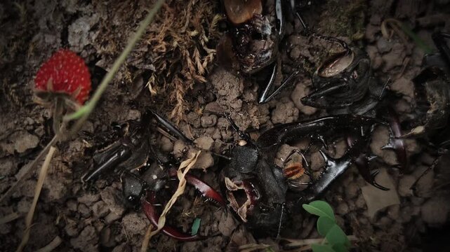 Ants attacking and eating a live lucanus cervus beetle in macro 4k video, capturing raw predation, insect struggle and wildlife combat in nature