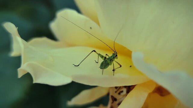 Young phaneroptera nana grasshopper nymph on vibrant yellow petals in macro 4k video, capturing intricate insect details and summer nature