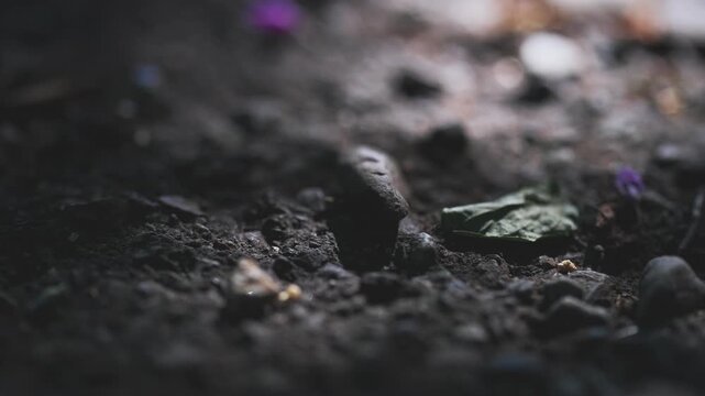 Stone and swaying komorebi shadows on fresh asphalt with soft bokeh, low-angle cinematic summer b-roll in Tokyo, Japan