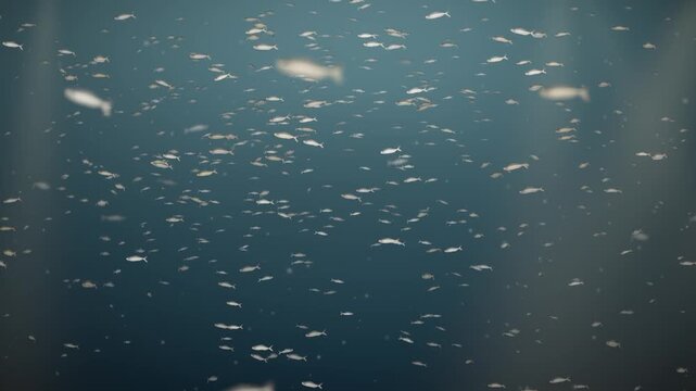 Silver Fish School Swirling Underwater in Light Rays Seamless Loop in soft gold tones