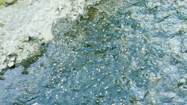 A swarm of midges hovers above a flowing stream in Simferopol, Crimea. The buzzing insects create an intense, restless energy, capturing the wild and untamed feeling of the natural riverbank.