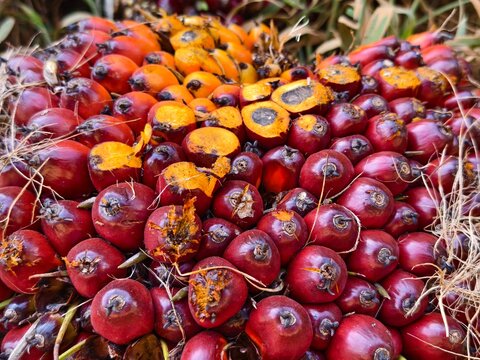 close up of oil palm fruit