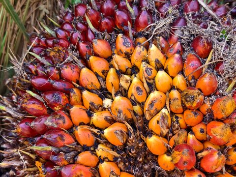 close up of oil palm fruit