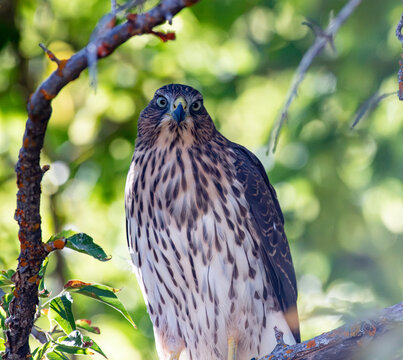 A Cooper's hawk seen in the forest of Oregon