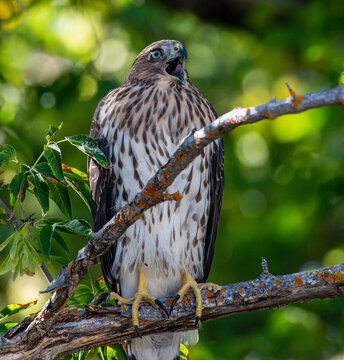 A Cooper's hawk seen in the forest of Oregon