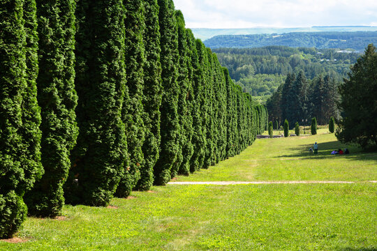 Long row of tall green coniferous trees in a large park. Summer landscape with a grassy field, distant hills, and natural hedge. Outdoor scenery with thuja