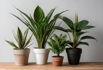 Fototapeta premium Of diverse potted houseplants on a wooden shelf, indoor gardening and home decor concept, green living and botanical display