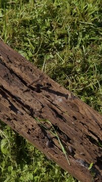 Decaying fallen log covered with woodlice on green grass in outdoor garden habitat