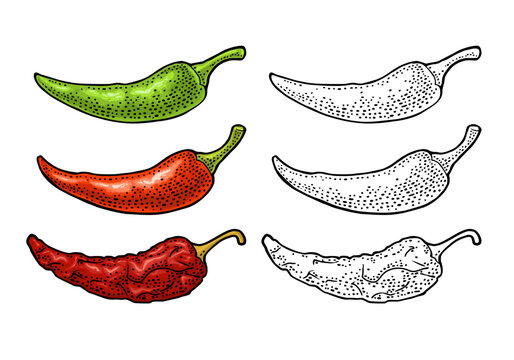 Three type whole pepper chili. From fresh green to dark red dry. Vintage vector engraving color illustration isolated on white. Hand drawn design element