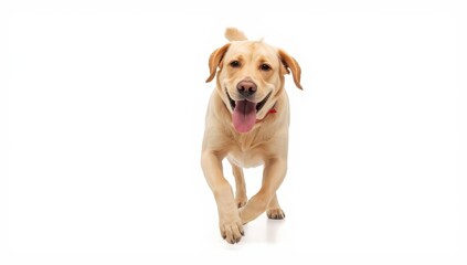 Fototapeta premium Happy Labrador running towards the camera with its tongue out against a white backdrop. Theme of pets, care, and grooming.