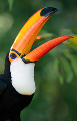 toucan catching papaya peace in the air © Agata Carr