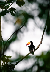 toucan on a branch © Agata Carr