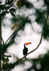 toucan on a branch © Agata Carr