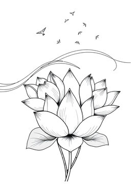 vector illustration of lily flower
