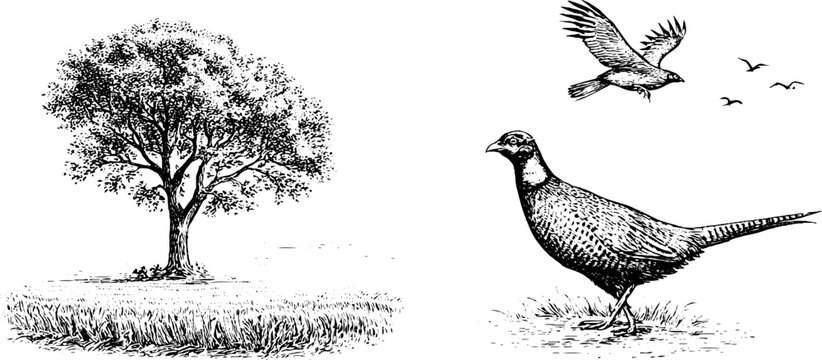 Engraved autumn stubble field with tree and pheasant for rustic background and wildlife banner design elements