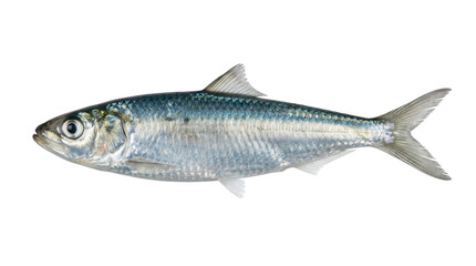 Obraz premium Bali sardinella specimen detailed side view of a silver fish on transparent background balinese sardine sea