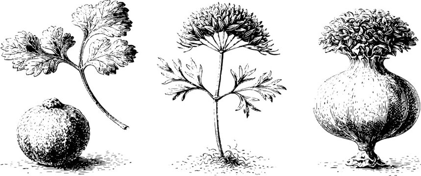 Botanical coriander cumin and caraway leaf stem and bulb black ink drawings set for spice label packaging and background design