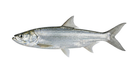 Naklejka premium Ladyfish specimen detailed side view with silvery scales isolated on transparent background fish marine life oceanic
