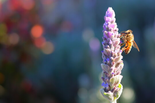Bee feeds on lavender, red proboscis extended