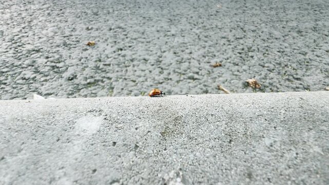 A tiny ladybug runs bravely along a sharp concrete edge. The vast asphalt background creates a lonely yet determined feeling.