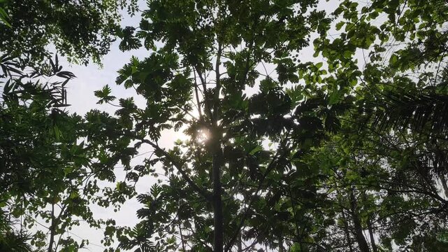 Soothing morning woodland footage with golden sunlight through green trees and slow camera movement