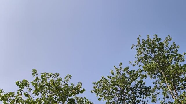 Fresh green tree leaves swaying gently in the summer wind with generous clear blue sky copy space
