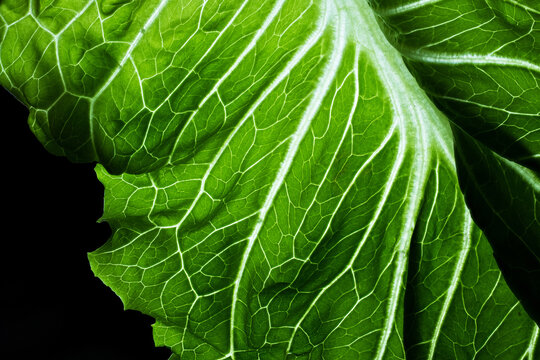 Macro of Green Lettuce Leaf with Detailed Veins on Black Background